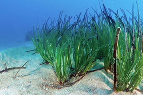 Répertoire d'experts