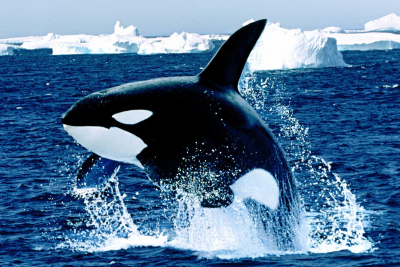 Plan d’action pour les cétacés Plan d’action pour les cétacés