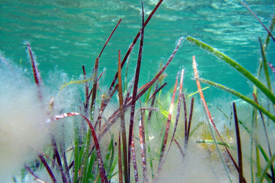 Plan d’action pour la végétation marine