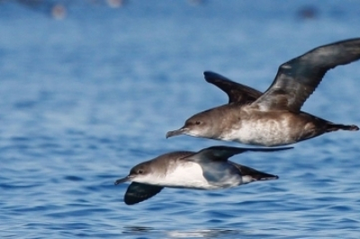 Projet espèces Projet espèces