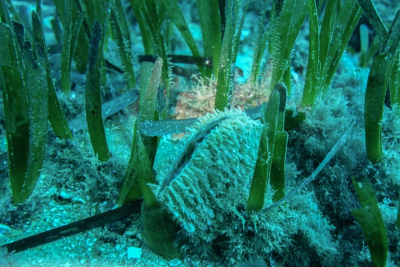 Projet MedKeyHabitats II Projet MedKeyHabitats II