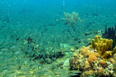 MedMPA network MedMPA network