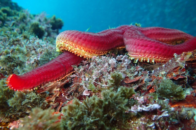 EcAp-MED II EcAp-MED II