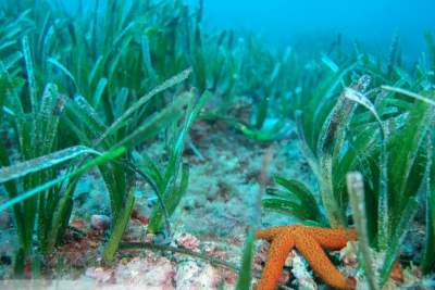 MedKeyHabitats MedKeyHabitats