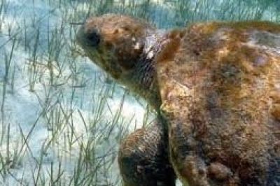 MedPosidonia MedPosidonia