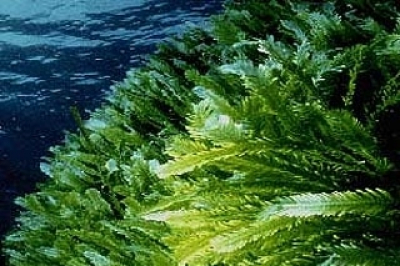 Plan d’action sur les espèces non-indigènes