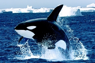 Action Plan on Cetaceans