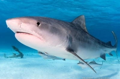 Action Plan on Cartilaginous Fishes