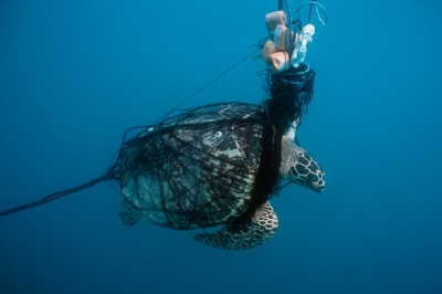 Bycatch Bycatch