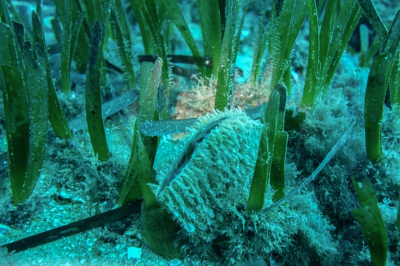 MedKeyHabitats II project MedKeyHabitats II project