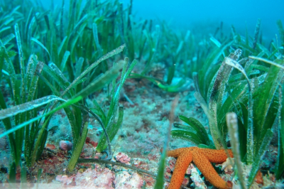 MedKeyHabitats MedKeyHabitats